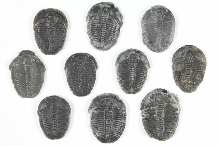 Lot: Elrathia Trilobites - Pieces #92070